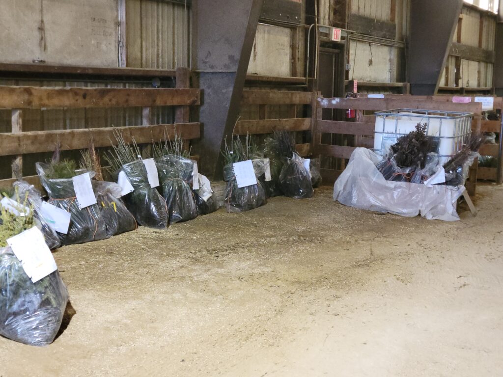 individual tree orders packaged and ready for pick up