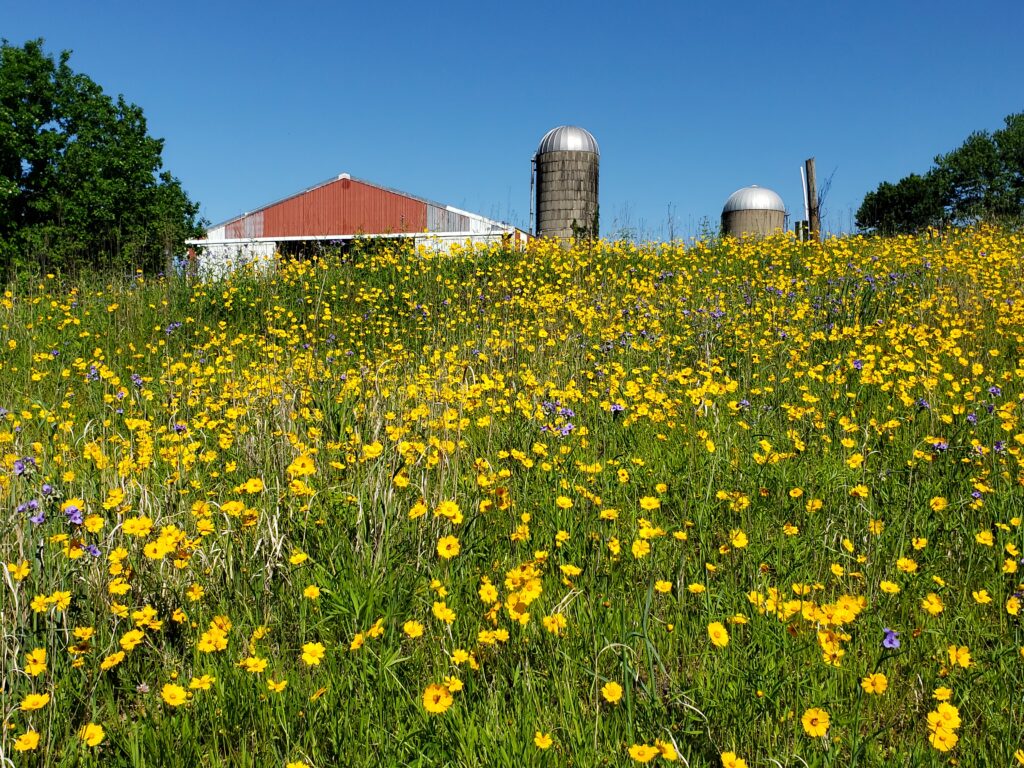 Flowers hillside