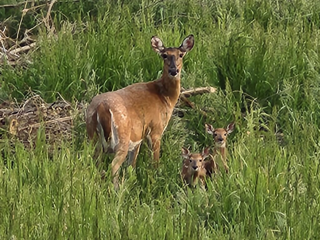 Mother Deer and her twin babies