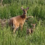 Mother Deer and her twin babies