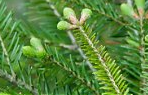 Balsam Fir Leaves