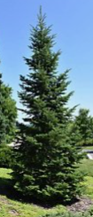 Balsam Fir