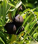 Black Walnut Leaves