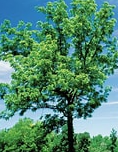 Black Walnut