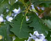 Bur Oak Leaves