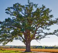 Bur Oak