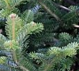 Canaan Fir Leaves