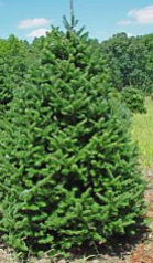 Canaan Fir
