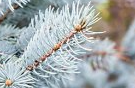 Colorado Blue Spruce Leaves
