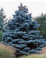 Colorado Blue Spruce
