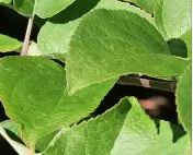 Domestic Apple Leaves