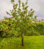Domestic Apple