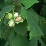 Hazelnut Leaves