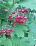 Highbush Cranberry Leaves