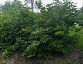 Highbush Cranberry