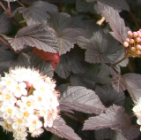Ninebark Leaves