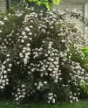 Ninebark