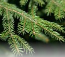 Norway Spruce Leaves