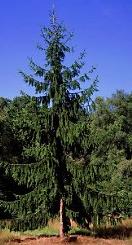 Norway Spruce