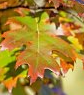 Red Oak Leaf