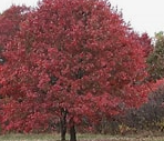 Red Oak