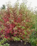 Red Osier Dogwood