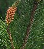 Scotch Pine Leaves