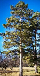 Scotch Pine