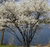 Serviceberry (Juneberry)