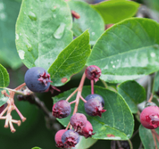 Serviceberry (Juneberry)Leaves