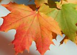Sugar Maple