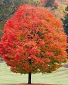 Sugar Maple