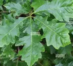 Swamp White Oak Leaves