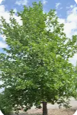 Swamp White Oak