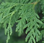 White Cedar Leaves