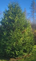 White Cedar