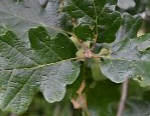White Oak Leaves