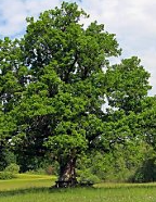 White Oak