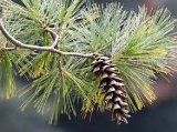 White Pine Leaves
