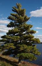 White Pine