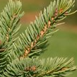 White Spruce Leaves