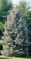 White Spruce